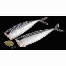 Dauparu Zuvis - Delikatesine Salted Mackerel ~3kg
