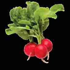 Fresh Radish 1 Bunch