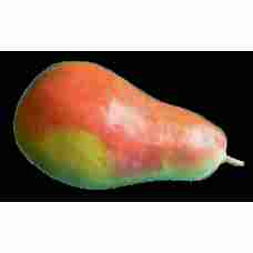 Fresh Red Pear ~6.5kg