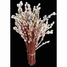 Fresh Noble Catkin pcs