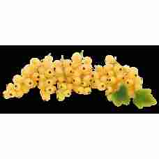 Fresh White Currant ~250g pcs