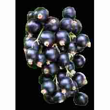 Fresh Blackcurrant ~250g pcs
