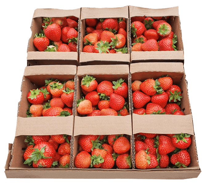 Fresh Strawberries ~1kg pcs